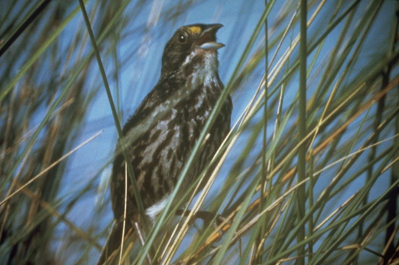 Dusky Seaside Sparrow