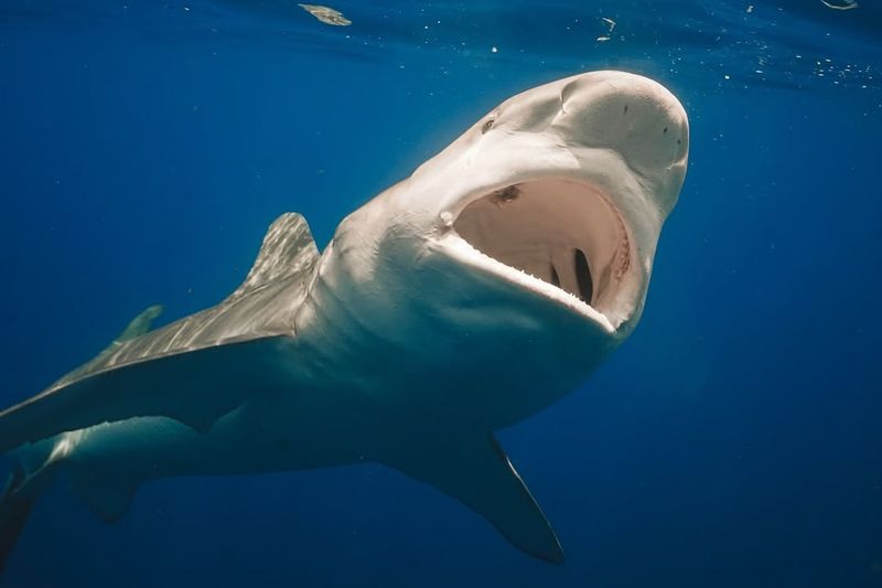 Dusky Shark