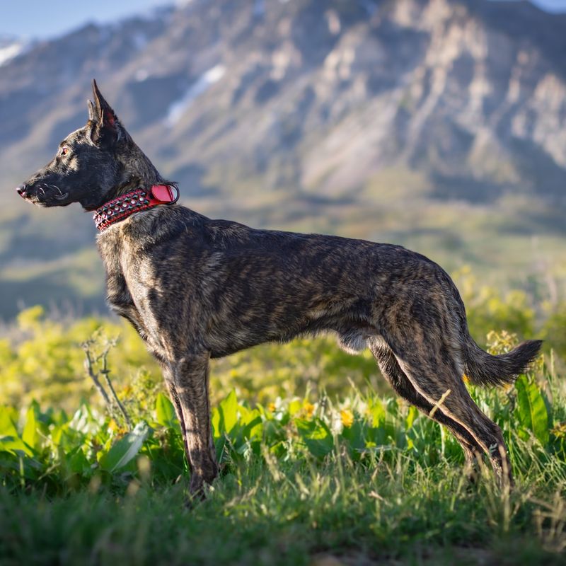 Dutch Shepherd