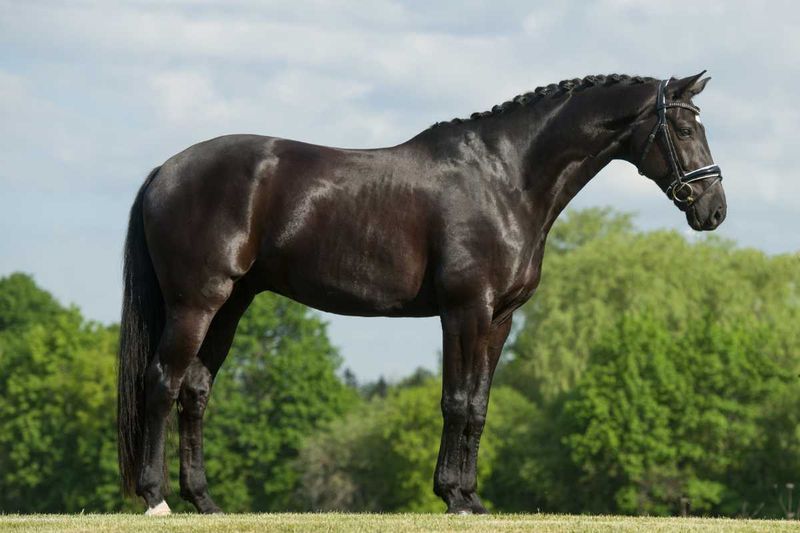 Dutch Warmblood