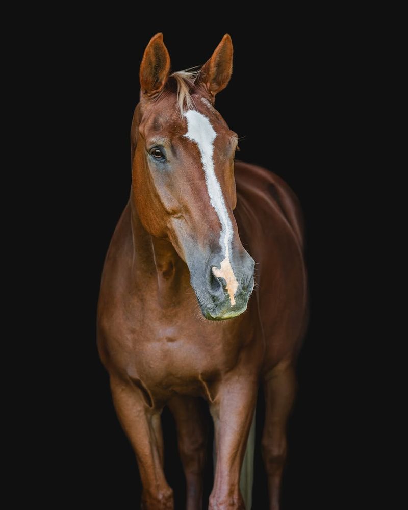 Dutch Warmblood