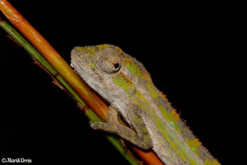 Dwarf Chameleon