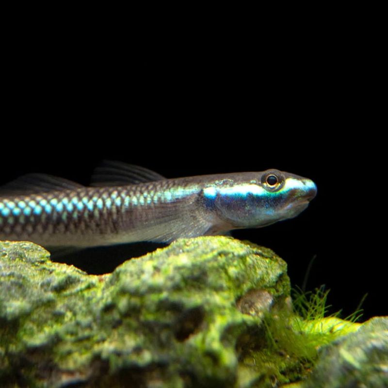 Dwarf Goby