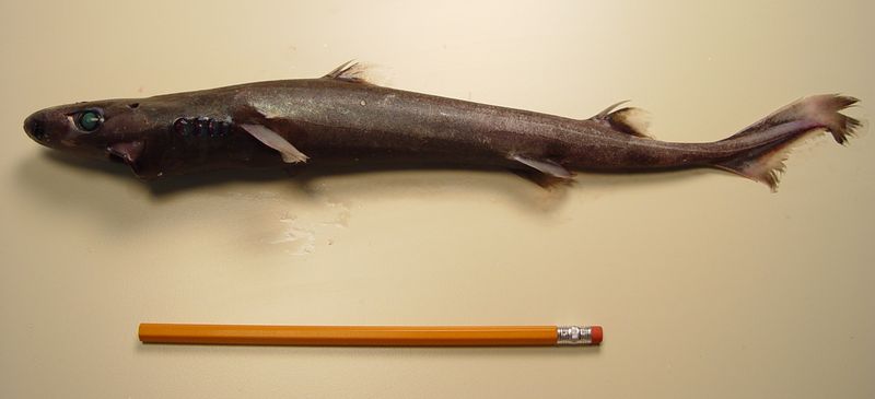 Dwarf Lantern Shark