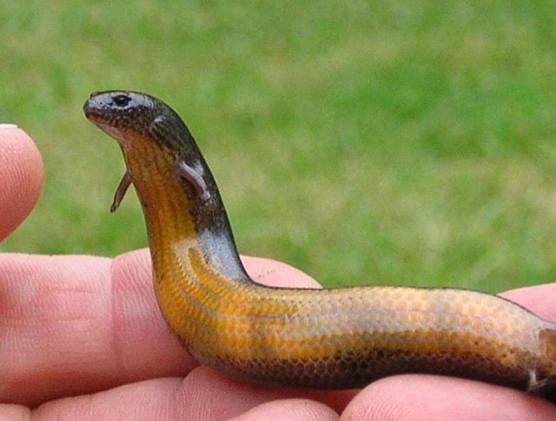 Dwarf Three-Toed Skink