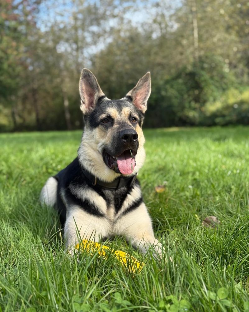 East-European Shepherd