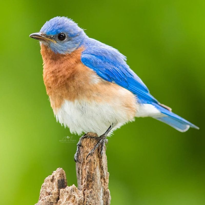 Eastern Bluebird