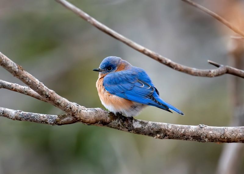 Eastern Bluebird