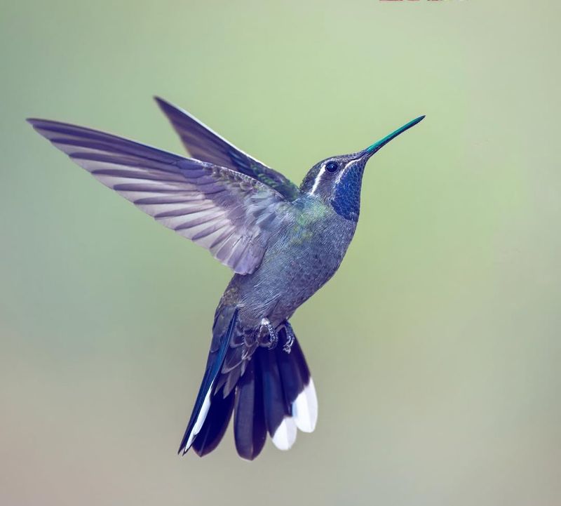 Blue-throated Mountain-gem