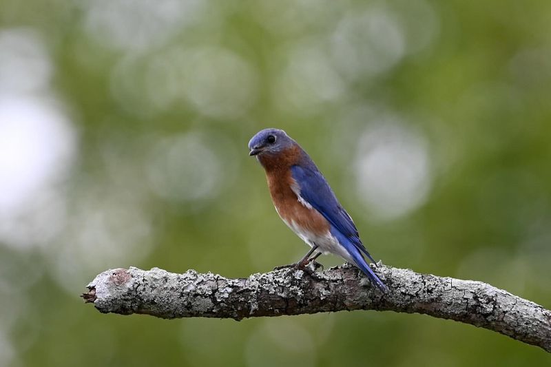 Eastern Bluebird (New York)