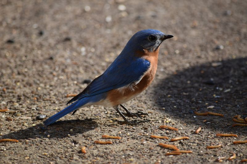 Eastern Bluebird in Tennessee