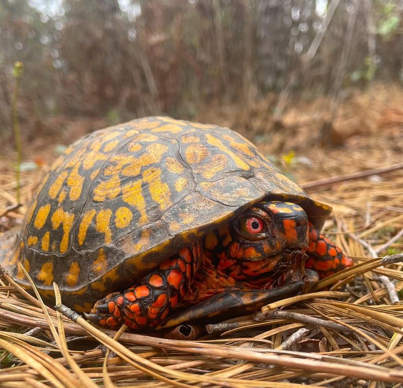 Eastern Box Turtle