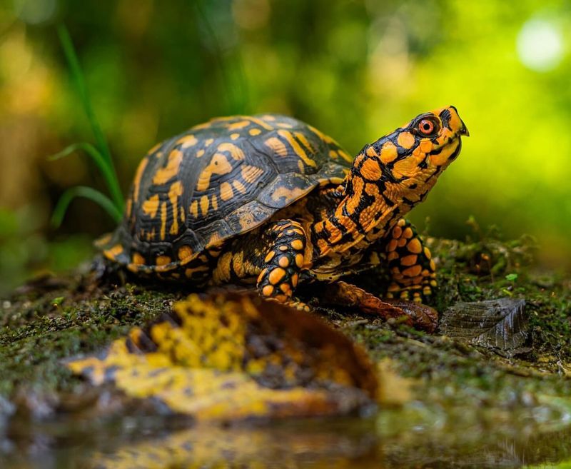 Eastern Box Turtle - Maryland