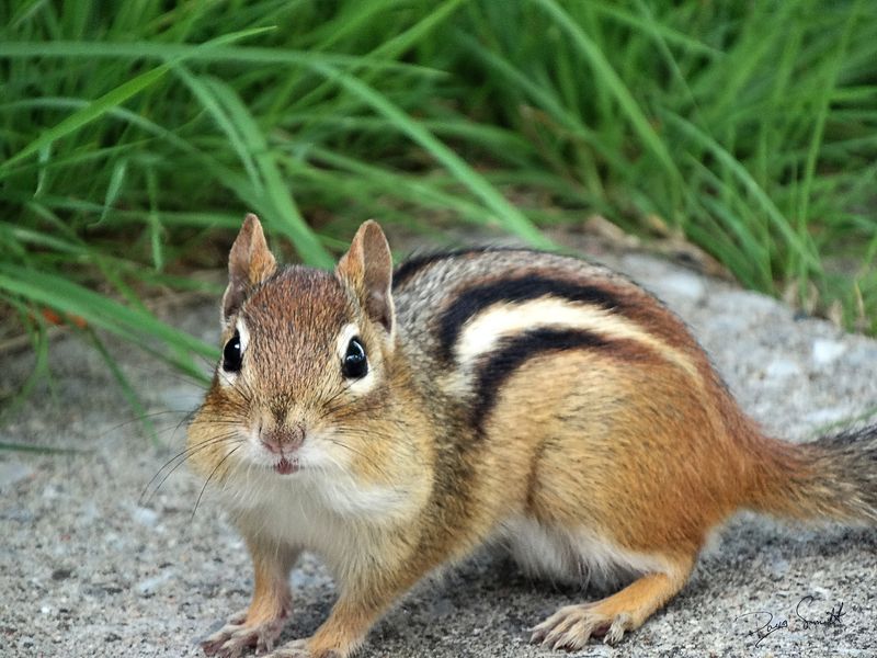 Eastern Chipmunk