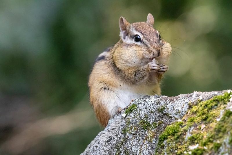 Eastern Chipmunk