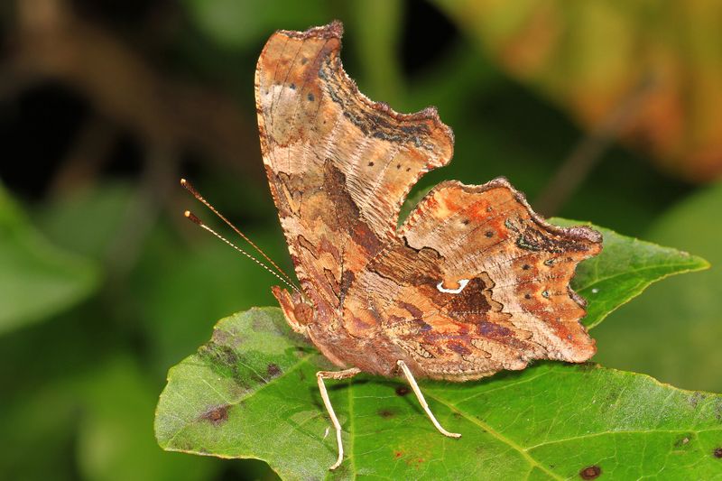 Eastern Comma - Virginia