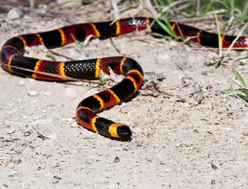 Eastern Coral Snake