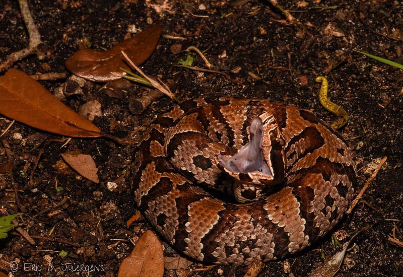 Eastern Coral Snake - North Carolina