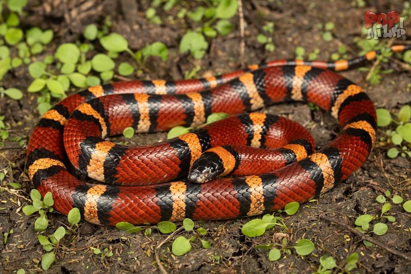 Eastern Coral Snake