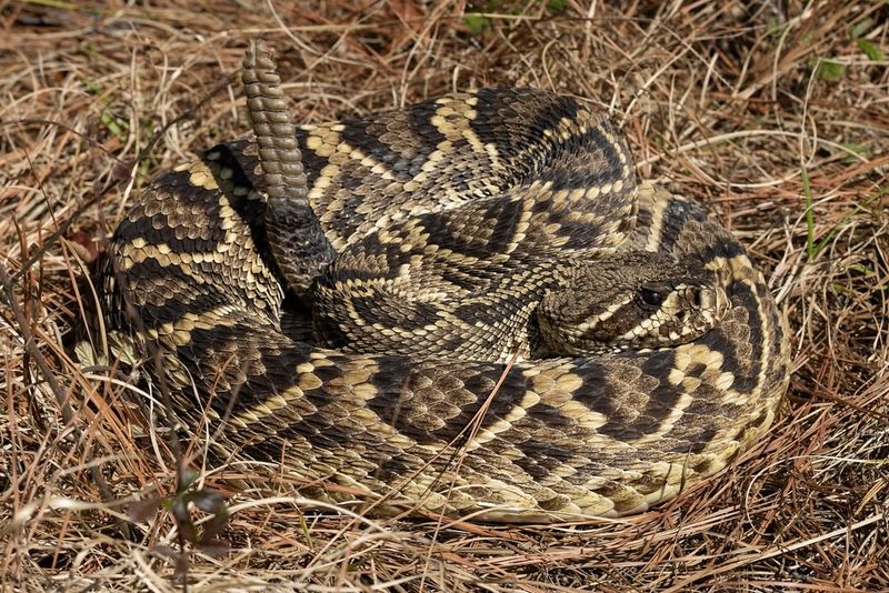 Eastern Diamondback Rattlesnake