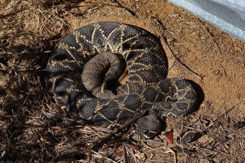 Eastern Diamondback Rattlesnake - Georgia