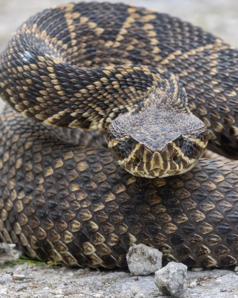 Eastern Diamondback Rattlesnake