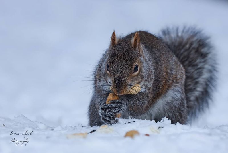 Eastern Gray Squirrel