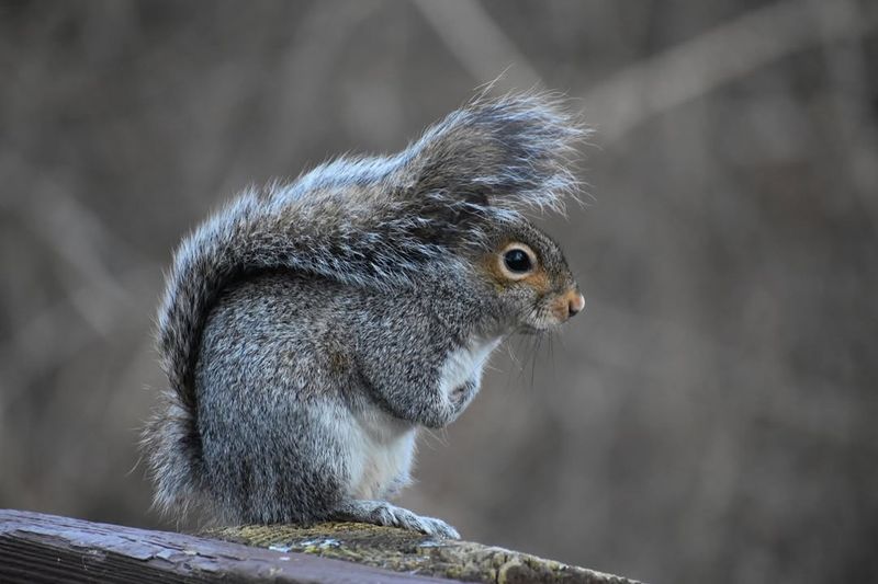 Eastern Gray Squirrel