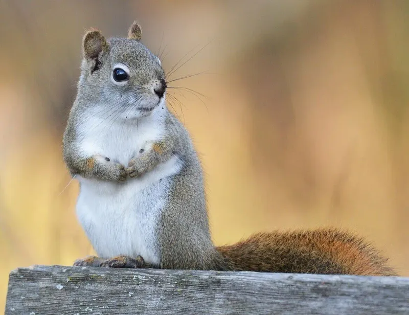 Eastern Gray Squirrel