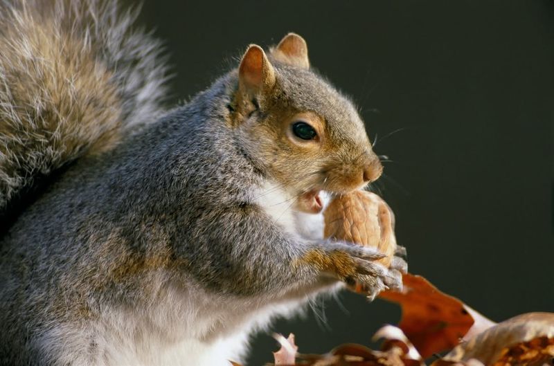 Eastern Gray Squirrels