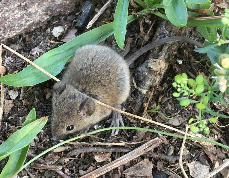 Eastern Harvest Mouse