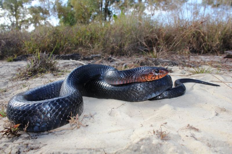 Eastern Indigo Snake - Florida