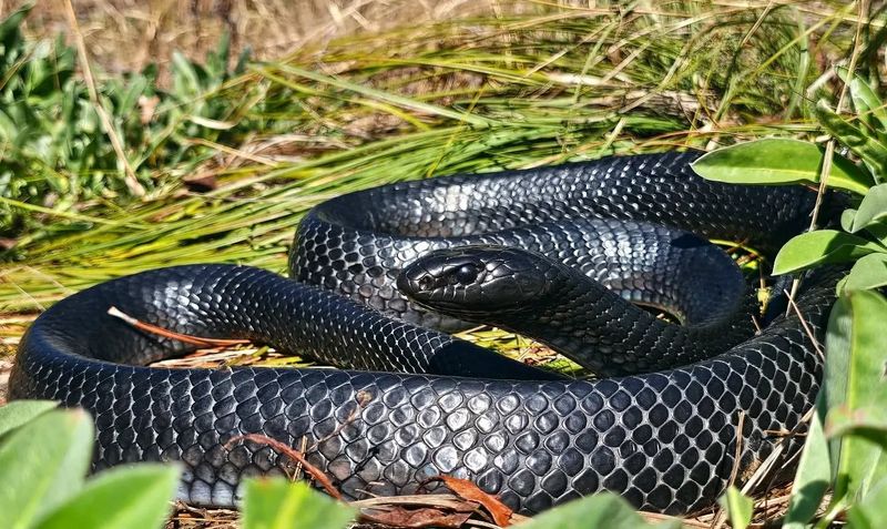 Eastern Indigo Snake - Georgia