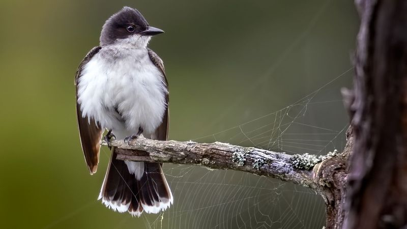 Eastern Kingbird in Massachusetts