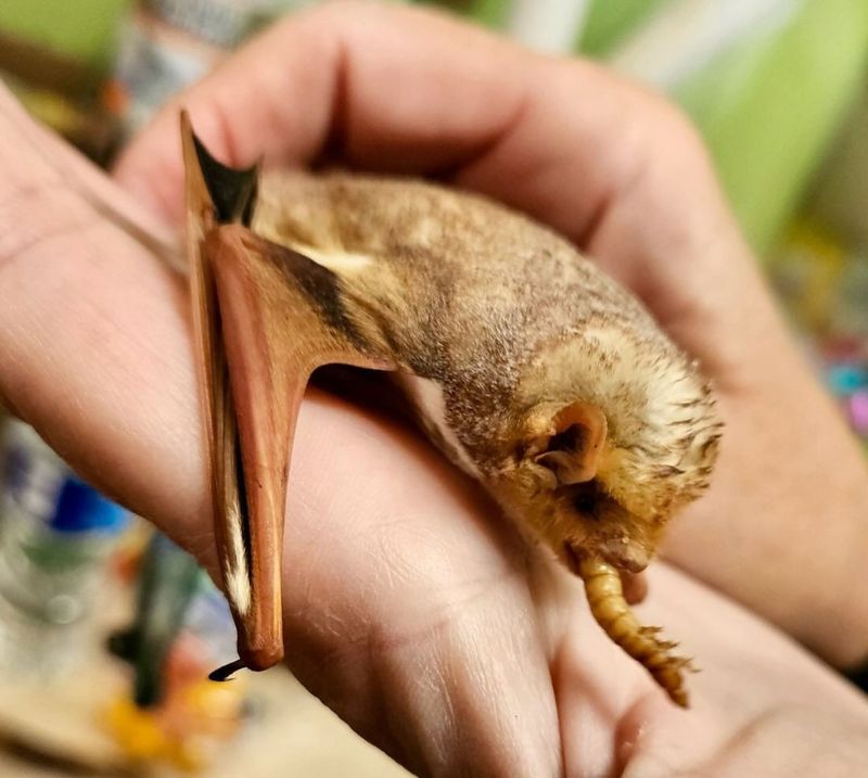 Eastern Pipistrelle Bat