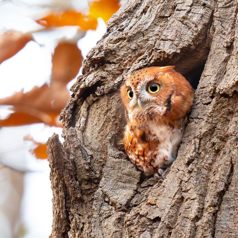 Eastern Screech Owl