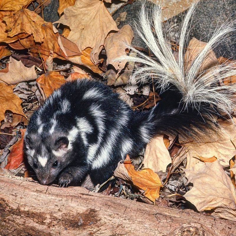 Eastern Spotted Skunk