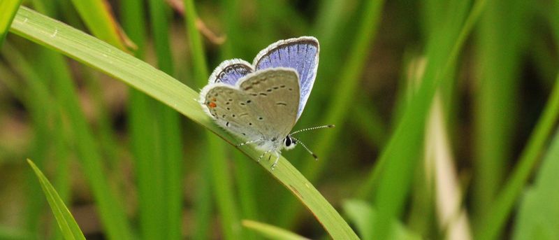 Eastern Tailed Blue - New York