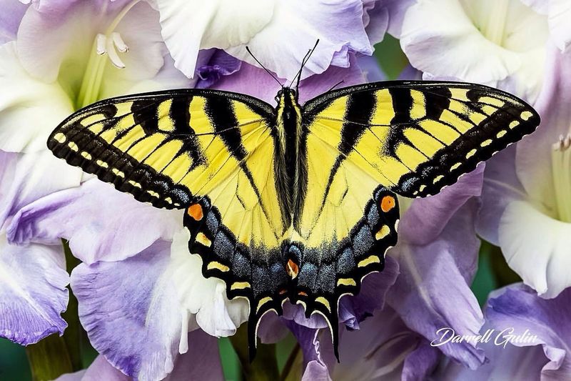 Eastern Tiger Swallowtail (Delaware)