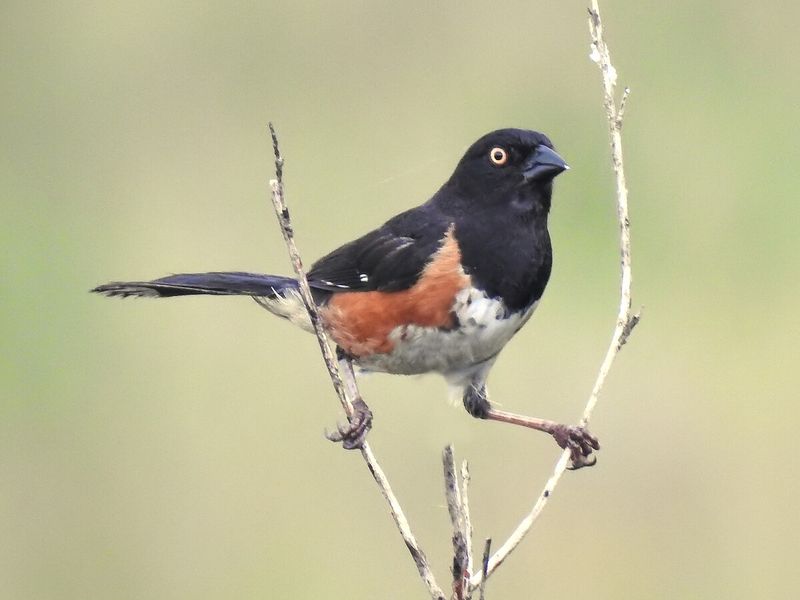 Eastern Towhee in Delaware