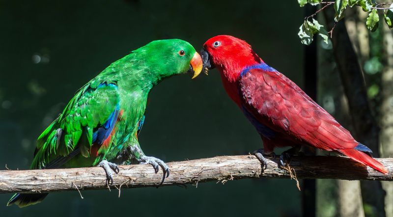 Eclectus Parrot