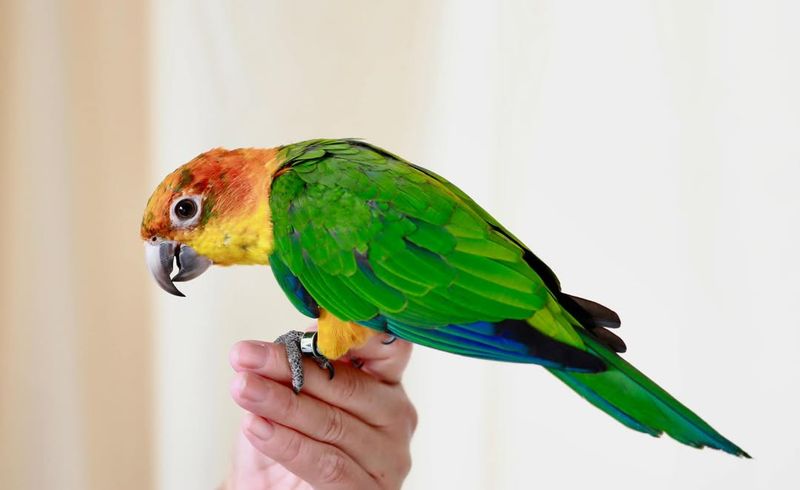 Sun Conure