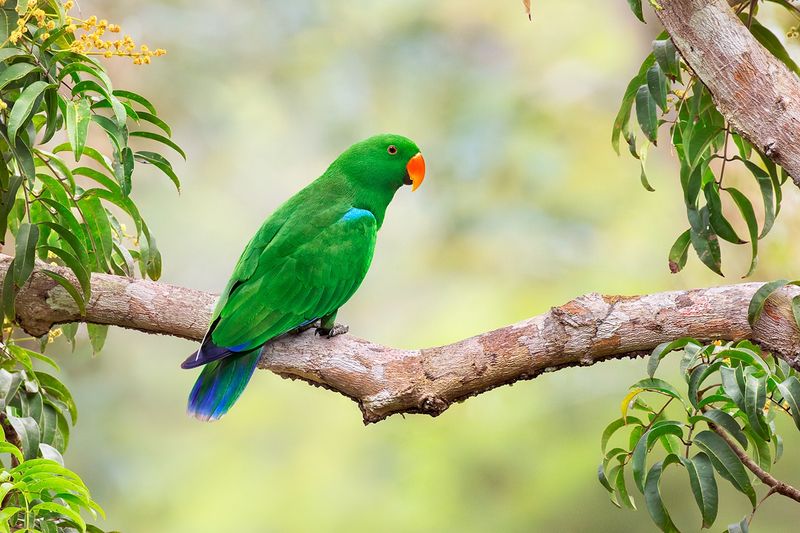 Eclectus Parrot