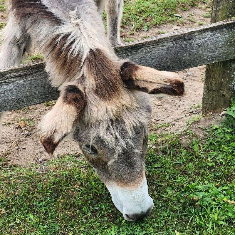 Eco-Friendly Grazers