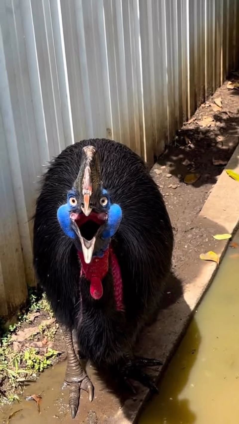 Effective Escape Strategies: Protecting Yourself in a Cassowary Encounter