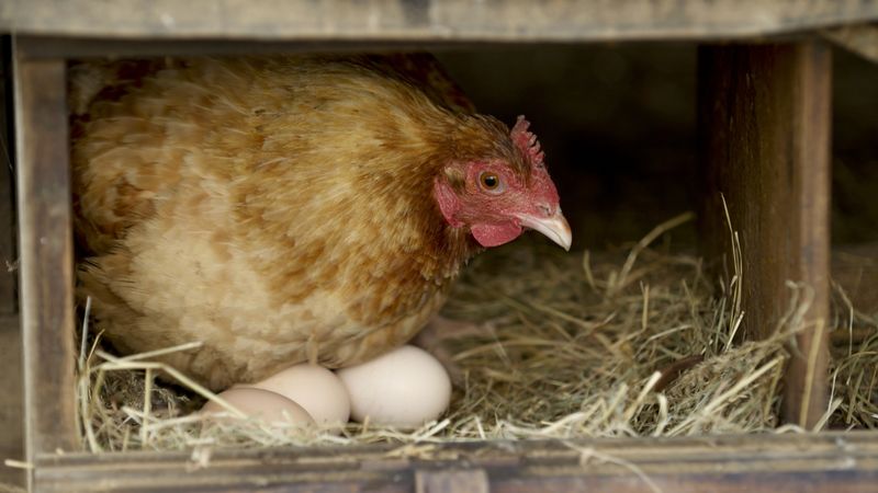 Egg Collection and Storage