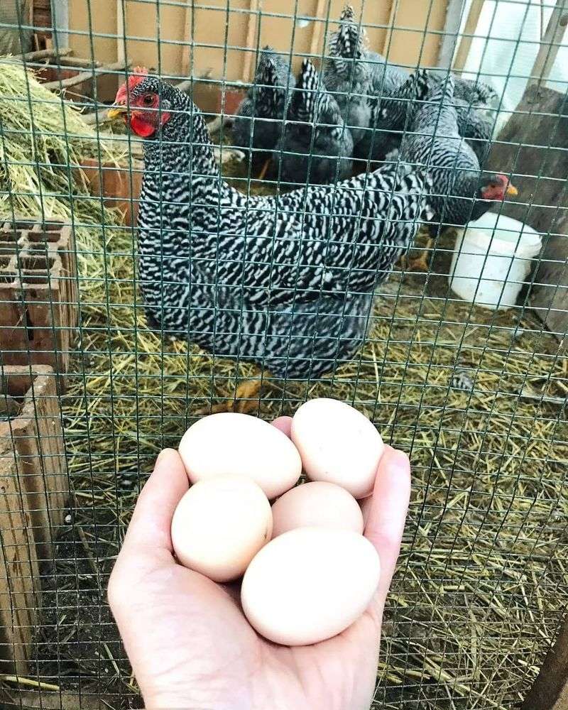 Eggcellent Producers