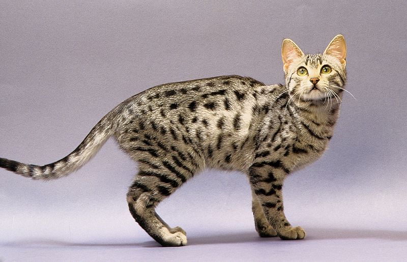 Egyptian Mau