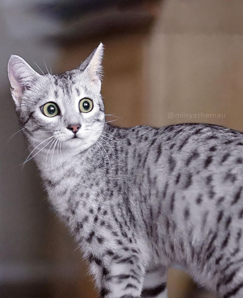 Egyptian Mau