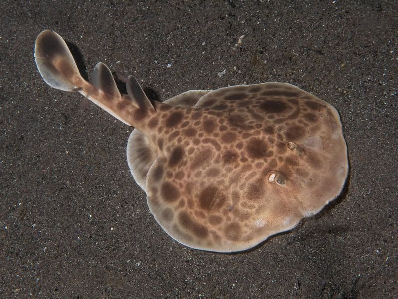 Electric Ray